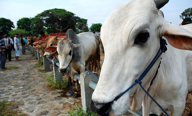 DPR Minta Pemerintah Bangun Sentral Produksi Daging Sapi